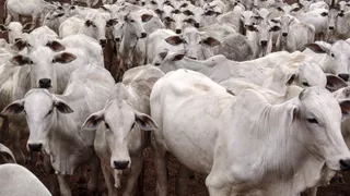 image de l'article Invasion des bœufs dans la Commune de Zagnanado